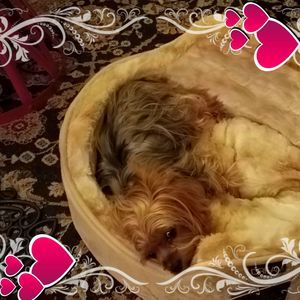 Meet your Posher, Helen